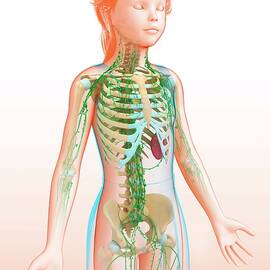 Child's Lymphatic Systems