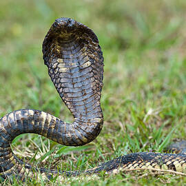Close-up Of An Egyptian Cobra Heloderma by Panoramic Images