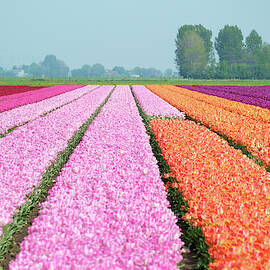 Colorful Tulip Fields Near Village by Jason Langley