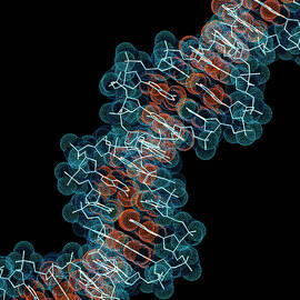 Computer Artwork Of A Segment Of Beta Dna by Science Photo Library