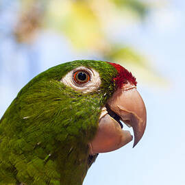 crimson fronted Parakeet  by Craig Lapsley