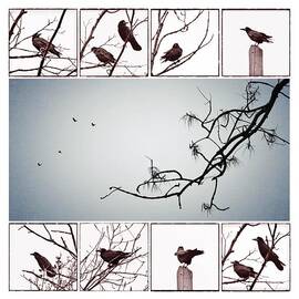 Crows by Marianna Mills