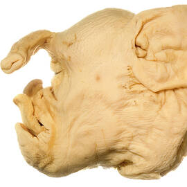 Deformed Piglet by Science Photo Library