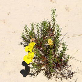 Desert Beauty by Christiane Schulze Art And Photography