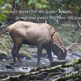 Elk Drinking Water from a Stream by Jill Lang