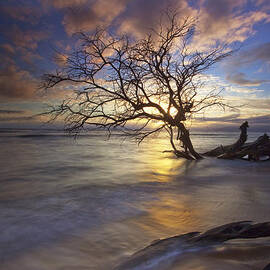 Fallen Tree by James Roemmling