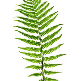 Fern leaf by Elena Elisseeva