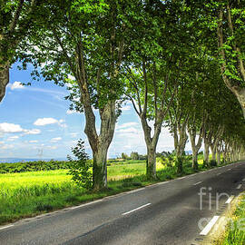 Road in french countryside by Elena Elisseeva