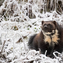Front View Of Wolverine Gulo Gulo by Josh Miller Photography