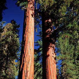 Giant Sequoia Trees by Science Photo Library
