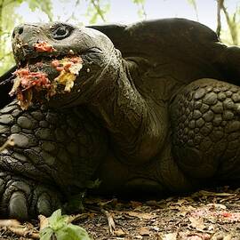 Giant Tortoise, Geochelone by David Santiago Garcia