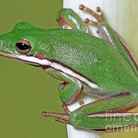 Green Treefrog by Millard H Sharp
