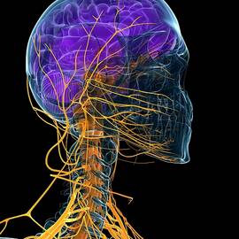 Human Brain And Nervous System