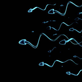 Human Sperm