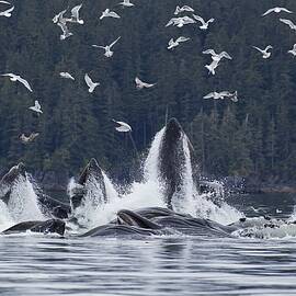 Humpback Whales Bubble Net Feeding For by John Hyde