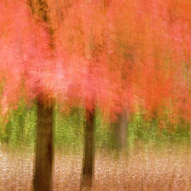 Impressionistic View Of Trees In Autumn by Jaynes Gallery