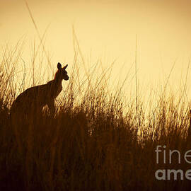 Kangaroo Silhouettes by THP Creative