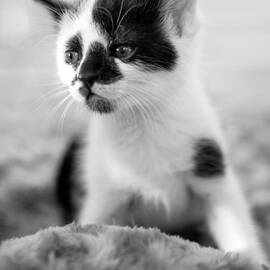 Kitten dreaming by Iris Richardson