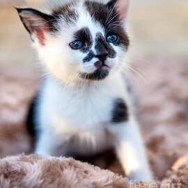 Kitten thinking by Iris Richardson