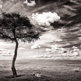 lions in the shade - selenium toned by Mike Gaudaur