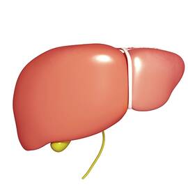 Liver And Gallbladder