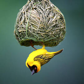 Masked weaver at nest by Johan Swanepoel