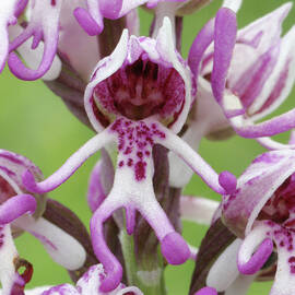 Monkey Orchid (orchis Simia) by Science Photo Library