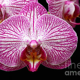 Moth Orchid close up
