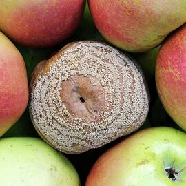 Rotten Apple - Stock Image - F003/9696 - Science Photo Library