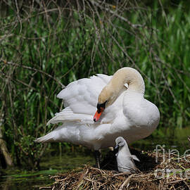 Mute Swan And Cygnet by David & Micha Sheldon