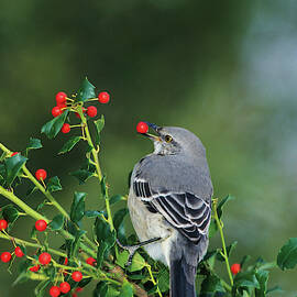 Northern Mockingbird (mimus Polyglottos by Richard and Susan Day