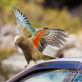 NZ alpine parrot Kea trying to vandalize a car