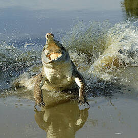 Orinoco Crocodile Protecting Nest by M. Watson