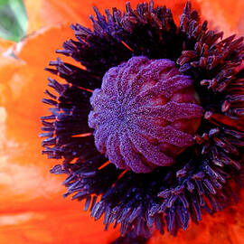 Poppy