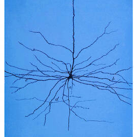 Pyramidal Cell In Cerebral Cortex, Cajal by Science Source