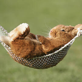 Rabbit In A Hammock by John Daniels