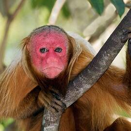 Red Bald Uakari In A Tree by Science Photo Library