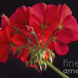 Red Geranium In Progress by James BO Insogna