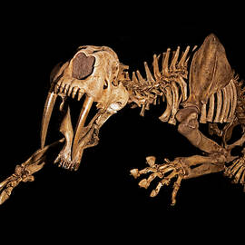 Sabertooth Cat by MILLARD H. SHARP