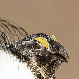 Sage Old Bird by Gerry Sibell