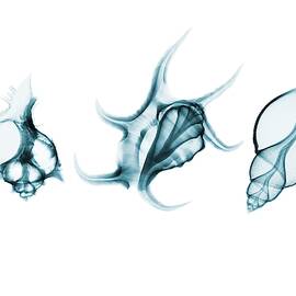 Shells by Science Photo Library