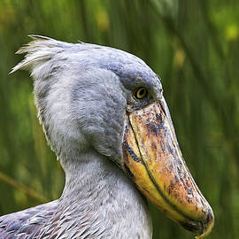 Shoebill (balaeniceps Rex by Martin Zwick