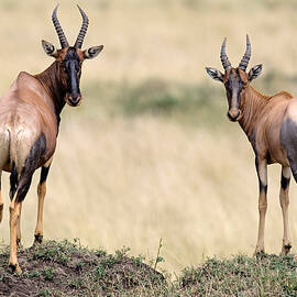 Side Profile Of A Topi Standing by Panoramic Images