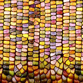 Slit-scan Image Of Flint Corn by Ted Kinsman