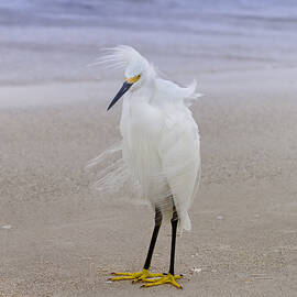 Snowy Egret at the Beach by Kim Hojnacki