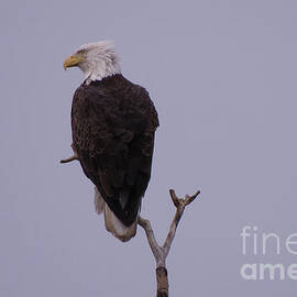 Solo  Bald Eagle by Mary Mikawoz