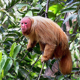South America, Brazil, Amazon, Manaus by Ellen Goff