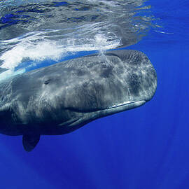 Sperm Whale Pyseter Macrocephalus by Stephen Frink