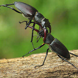 Stag Beetles Fighting  by Thomas Marent