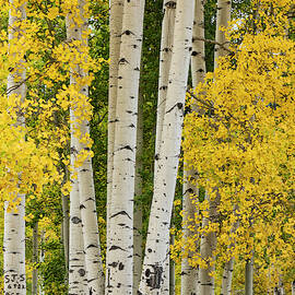 Stand Of Aspen Trees And Trunks In Fall by Adam Jones